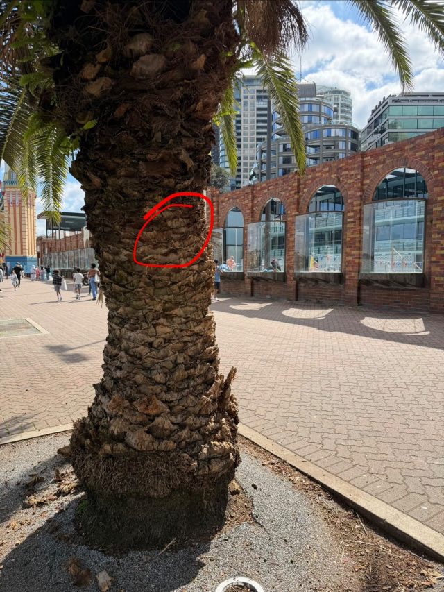Hand-painted penguin stone #1132 hidden at Milsons Point Wharf, Sydney, Australia (photo 3 of 4)
