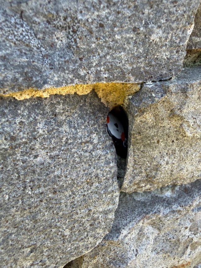 Hand-painted penguin stone #1147 hidden at Korean War Memorial, Sydney, Australia (photo 3 of 5)
