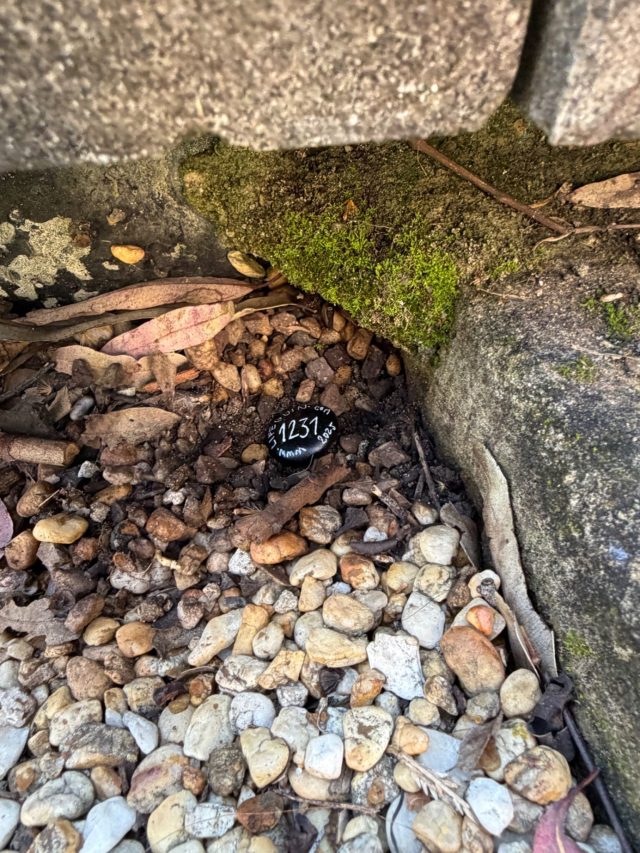Hand-painted penguin stone #1231 hidden at Paddington Reservoir Gardens, Sydney, Australia (photo 3 of 5)