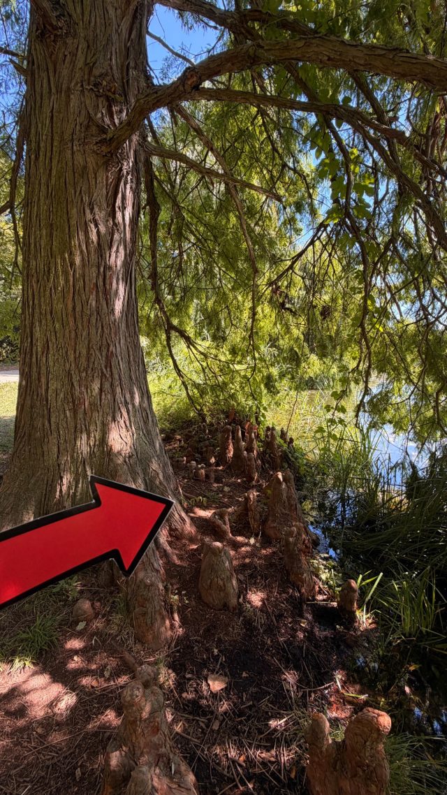 Ručne maľovaný tučniakový kameň č. 1301 ukrytý na mieste Tree Trunk, Lednice, Česko (fotka 4 z 4)