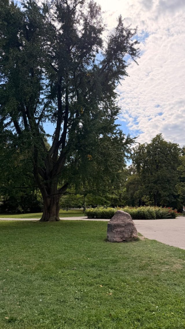 Hand-painted penguin stone #1316 hidden at Tree Trunk Sad Janka Krala, Bratislava, Slovakia (photo 5 of 5)