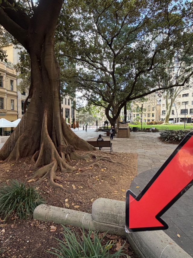 Hand-painted penguin stone #2326 hidden at Macquarie Place Park, Sydney, Australia (photo 4 of 5)