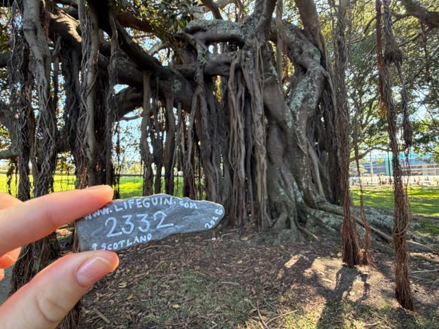 Hand-painted penguin stone #2332 hidden at Kippax Lake, Sydney, Australia (photo 2 of 5)
