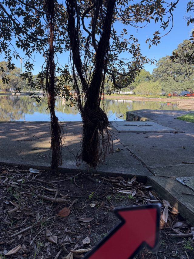 Hand-painted penguin stone #2332 hidden at Kippax Lake, Sydney, Australia (photo 4 of 5)