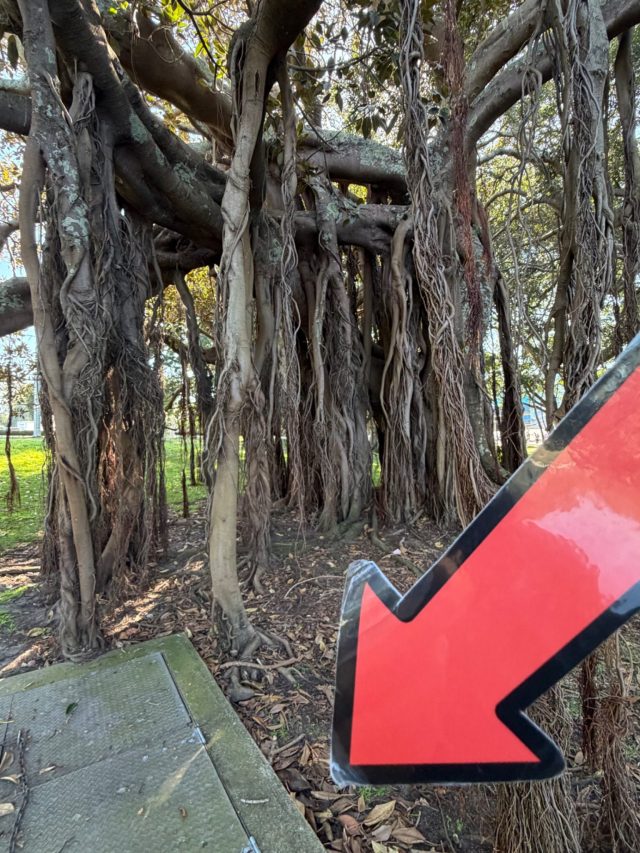 Hand-painted penguin stone #2332 hidden at Kippax Lake, Sydney, Australia (photo 5 of 5)