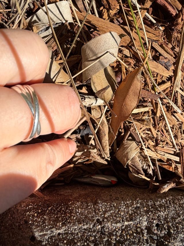 Hand-painted penguin stone #2336 hidden at Olympic Park, Sydney, Australia (photo 3 of 4)
