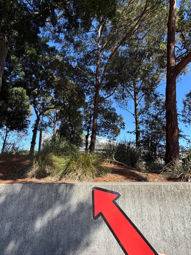 Hand-painted penguin stone #2336 hidden at Olympic Park, Sydney, Australia (photo 4 of 4)