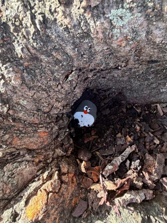 Hand-painted penguin stone #2340 hidden at Victoria Park, Sydney, Australia (photo 3 of 5)