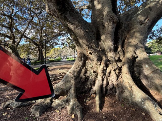 Hand-painted penguin stone #2340 hidden at Victoria Park, Sydney, Australia (photo 4 of 5)