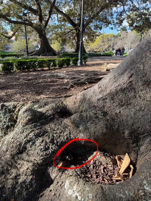 Hand-painted penguin stone #2340 hidden at Victoria Park, Sydney, Australia (photo 5 of 5)