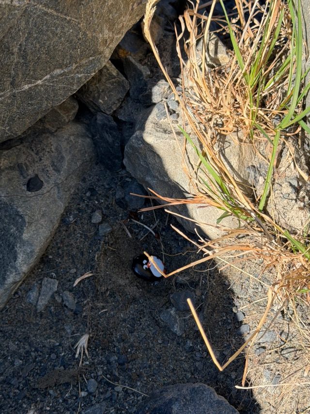 Hand-painted penguin stone #1084 hidden at Tasman Glacier View, Aoraki/Mount Cook National Park, New Zealand (photo 4 of 5)