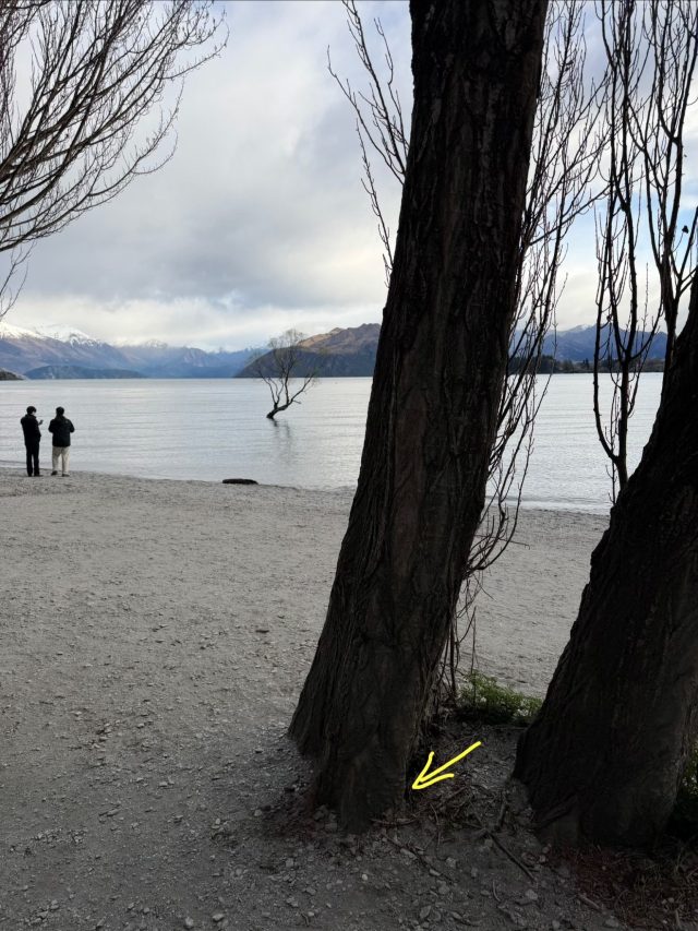 Hand-painted penguin stone #1108 hidden at Wanaka Willow Tree, Wanaka, New Zealand (photo 4 of 5)