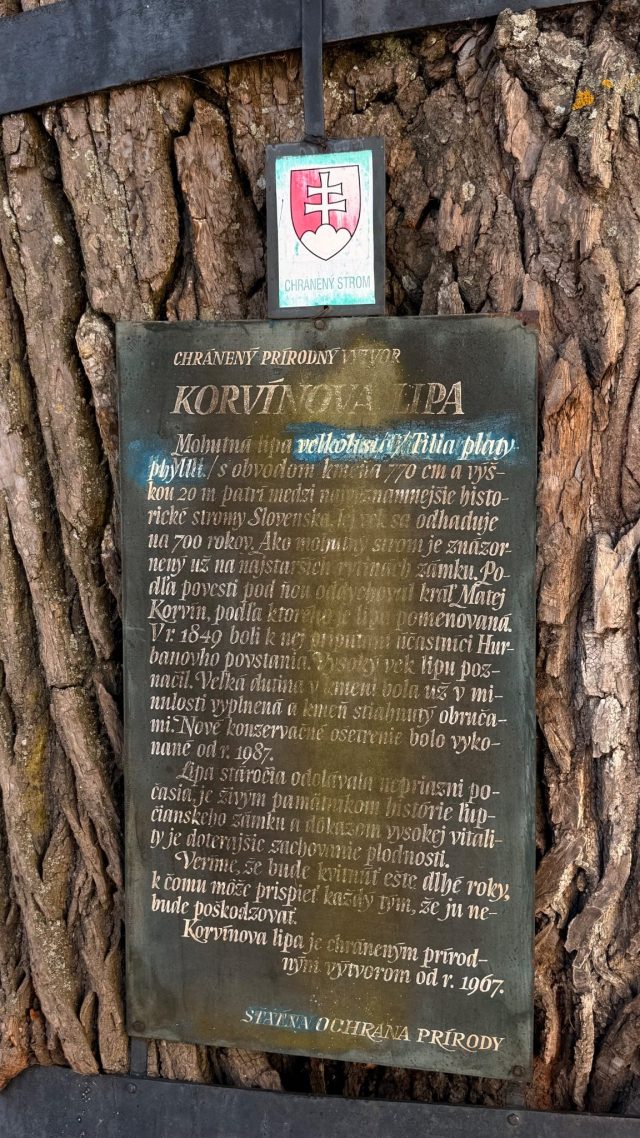 Hand-painted penguin stone #1110 hidden at 700 Year Old Tree at Lupca Castle, Slovenska Lupca, Slovakia (photo 5 of 5)