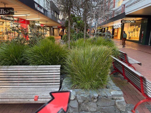 Hand-painted penguin stone #1115 hidden at Cuba Street, Wellington, New Zealand (photo 3 of 5)