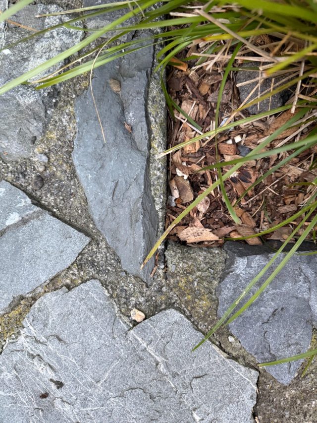 Hand-painted penguin stone #1115 hidden at Cuba Street, Wellington, New Zealand (photo 4 of 5)