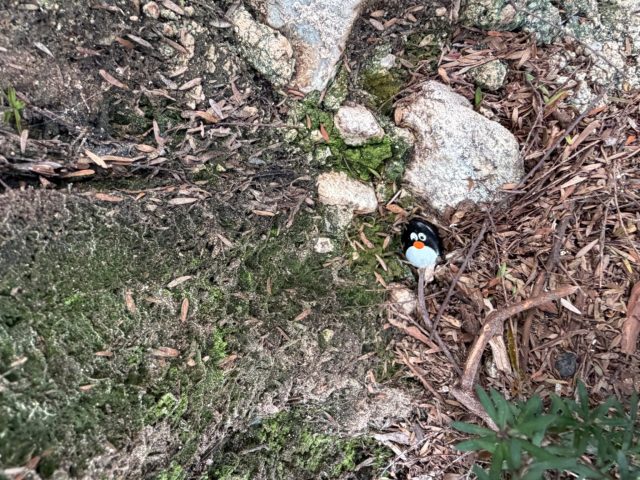 Hand-painted penguin stone #1142 hidden at Waiotapu Thermal Wonderland, Waiopatu, New Zealand (photo 3 of 5)