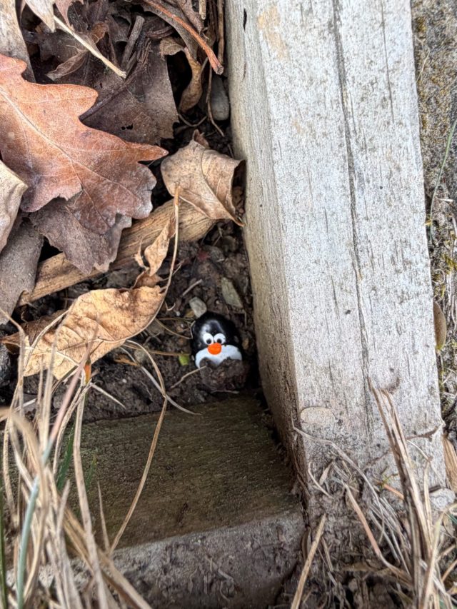 Hand-painted penguin stone #1164 hidden at Monument, Palmerston, New Zealand (photo 3 of 5)