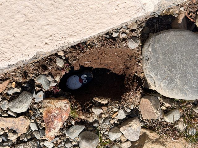 Hand-painted penguin stone #1284 hidden at University of Canterbury Mt John Observatory, Lake Takepo, New Zealand (photo 3 of 5)