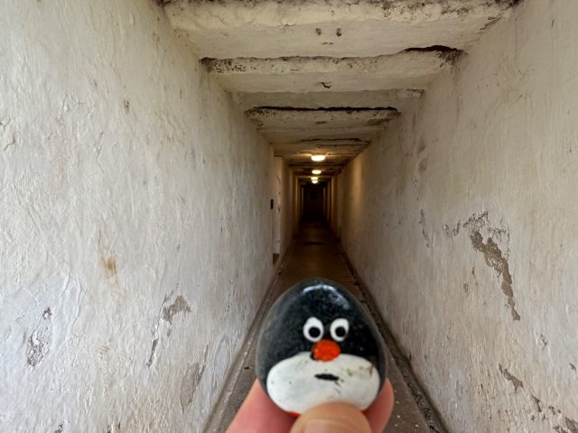 Hand-painted penguin stone #1365 hidden at Summit Battery Tunnel, Devonport-Takapuna, New Zealand