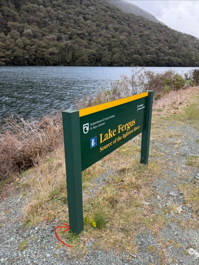 Hand-painted penguin stone #1389 hidden at Lake Fergus, Fiordland Community, New Zealand (photo 5 of 5)