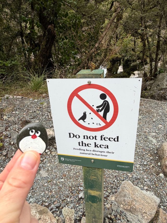 Hand-painted penguin stone #1396 hidden at Falls Creek, Fiordland Community, New Zealand (photo 3 of 4)