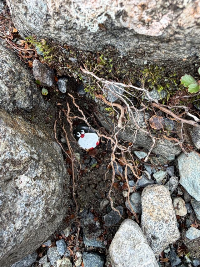 Hand-painted penguin stone #1396 hidden at Falls Creek, Fiordland Community, New Zealand (photo 4 of 4)
