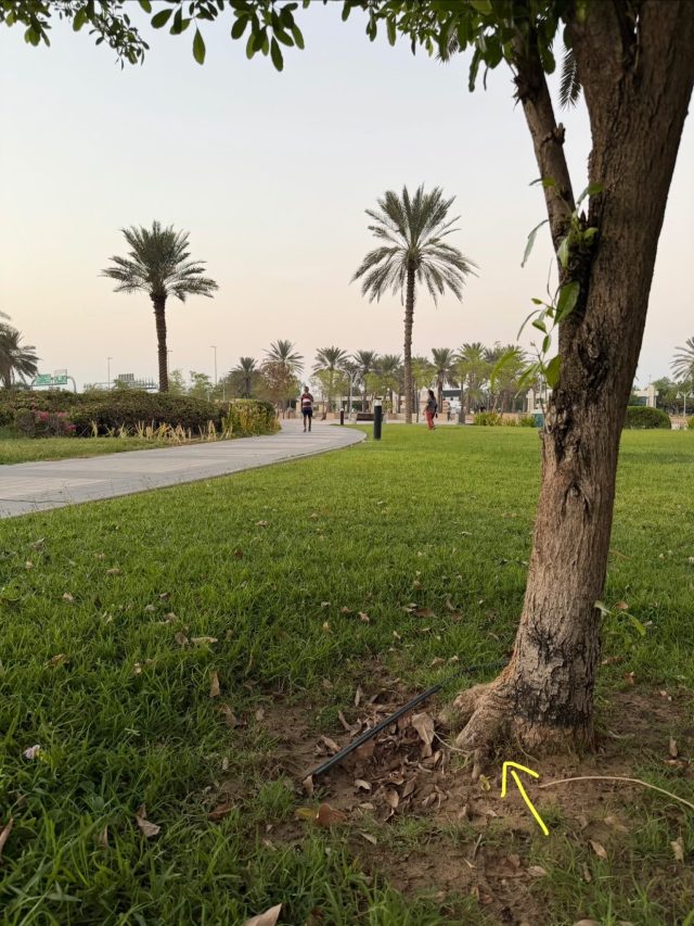 Hand-painted penguin stone #1426 hidden at Formal Park, Abu Dhabi, United Arab Emirates (photo 4 of 5)