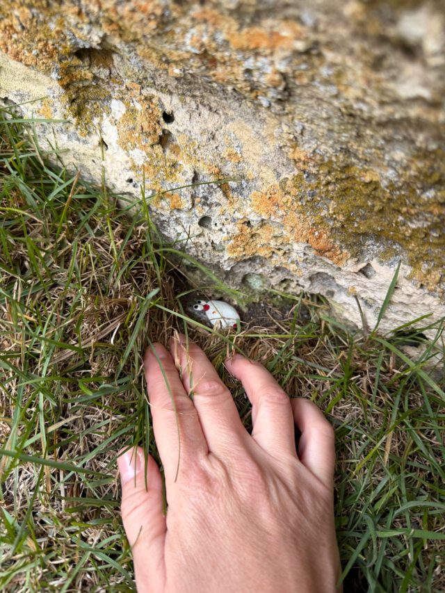 Hand-painted penguin stone #1427 hidden at Elephant Rocks, Island Cliff, New Zealand (photo 4 of 5)