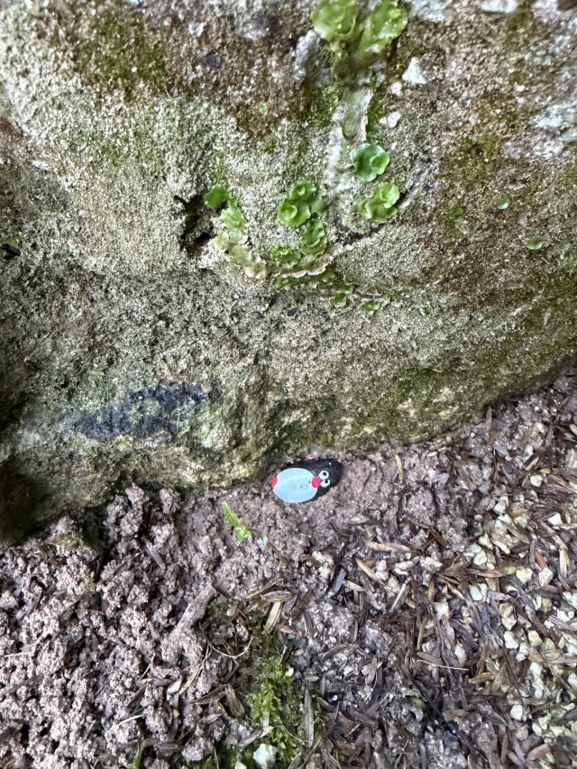 Hand-painted penguin stone #1449 hidden at Rotary Redwood Park, Otorohanga, New Zealand (photo 3 of 5)