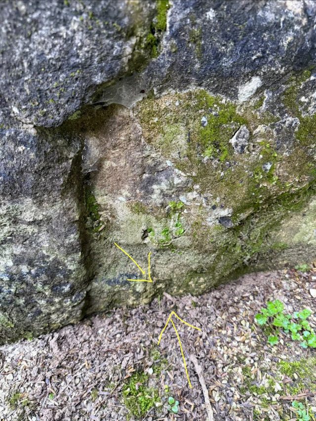 Hand-painted penguin stone #1449 hidden at Rotary Redwood Park, Otorohanga, New Zealand (photo 5 of 5)