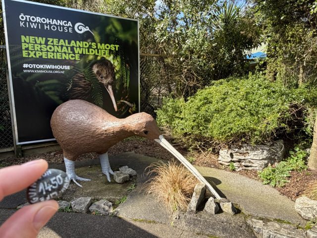 Hand-painted penguin stone #1450 hidden at Kiwi House, Otorohanga, New Zealand (photo 2 of 5)