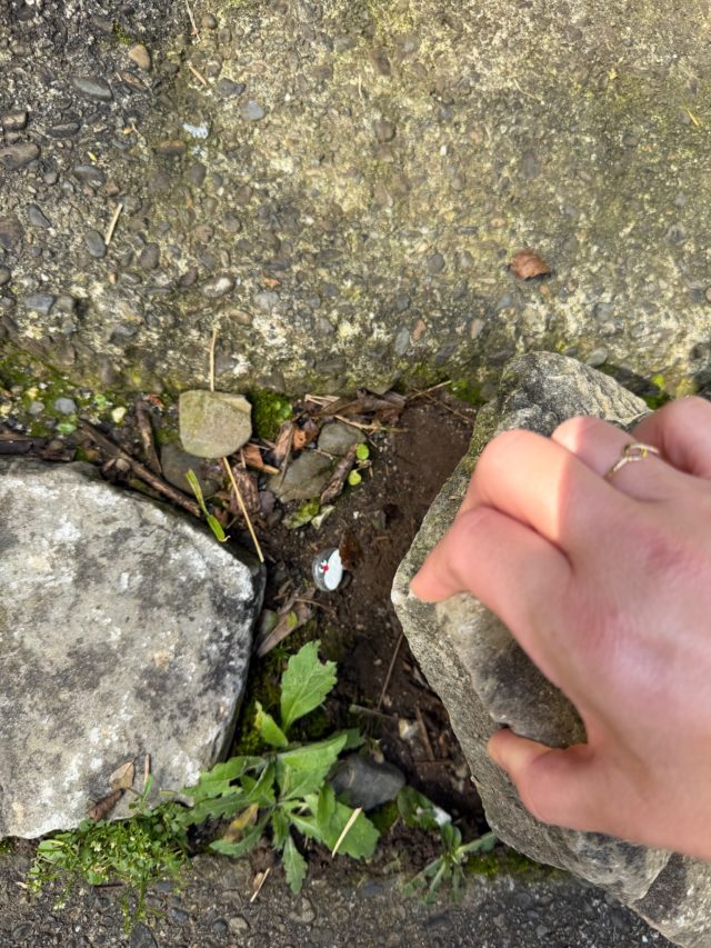 Hand-painted penguin stone #1450 hidden at Kiwi House, Otorohanga, New Zealand (photo 5 of 5)