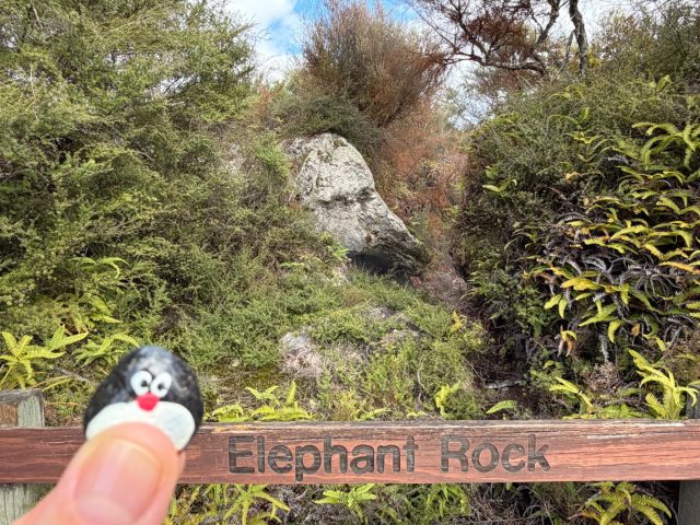 Hand-painted penguin stone #1454 hidden at Orakei Korako Geothermal Park & Cave, Lake Ohakuri, New Zealand (photo 2 of 5)