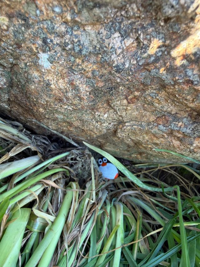 Hand-painted penguin stone #1579 hidden at Mount Victoria Lookout, Wellington, New Zealand (photo 3 of 5)