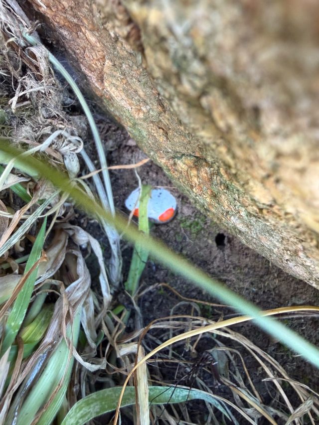 Hand-painted penguin stone #1579 hidden at Mount Victoria Lookout, Wellington, New Zealand (photo 4 of 5)