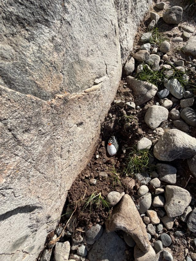 Hand-painted penguin stone #1600 hidden at Lake Pukaki View Point, Lake Pukaki, New Zealand (photo 5 of 5)