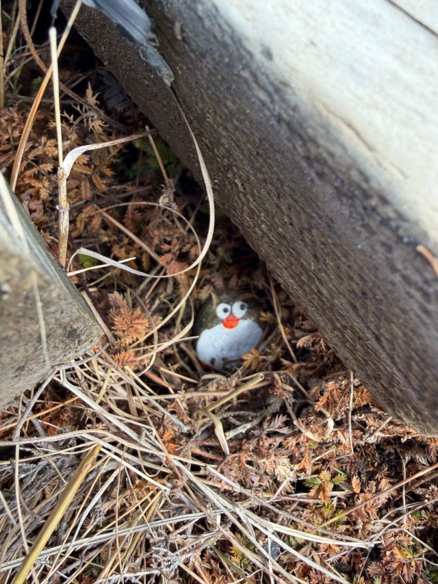 Hand-painted penguin stone #1601 hidden at By the road Cromarker, Tongariro National Park, New Zealand (photo 3 of 5)