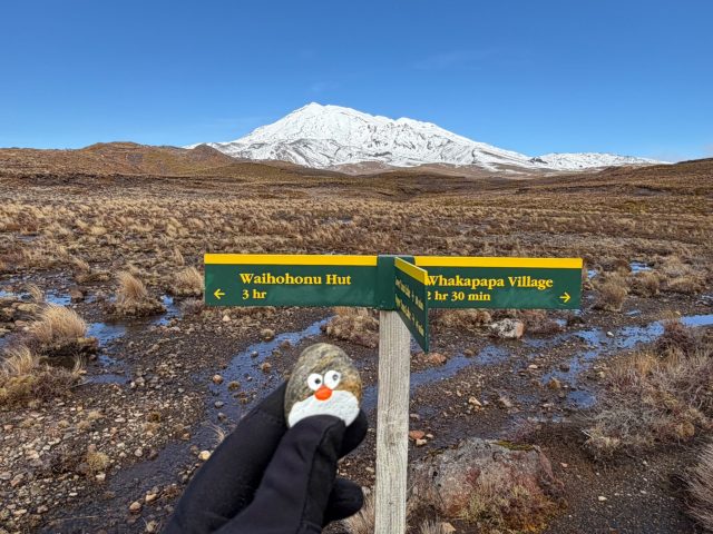 Hand-painted penguin stone #1601 hidden at By the road Cromarker, Tongariro National Park, New Zealand
