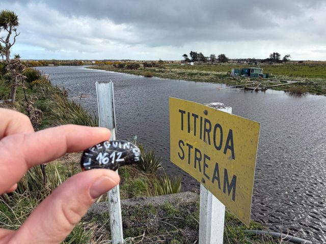 Hand-painted penguin stone #1612 hidden at Fishing spot, Waihopai Toetoe Community, New Zealand (photo 2 of 4)