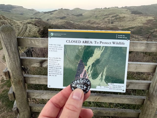 Hand-painted penguin stone #1624 hidden at Sandfly Bay Wildlife Refuge, Dunedin, New Zealand (photo 2 of 5)