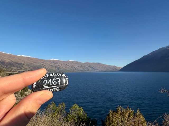 Hand-painted penguin stone #2167 hidden at Devil's Staircase Lookout Point, Lake Wakatipu, New Zealand (photo 2 of 5)