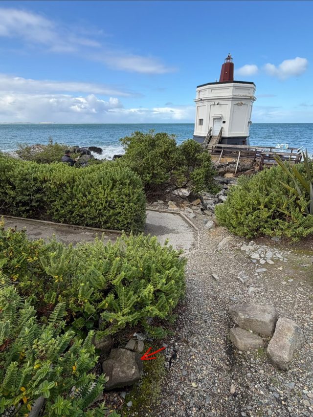 Hand-painted penguin stone #2318 hidden at Stirling Point Light Beacon Station, Invercargill City, New Zealand (photo 3 of 4)
