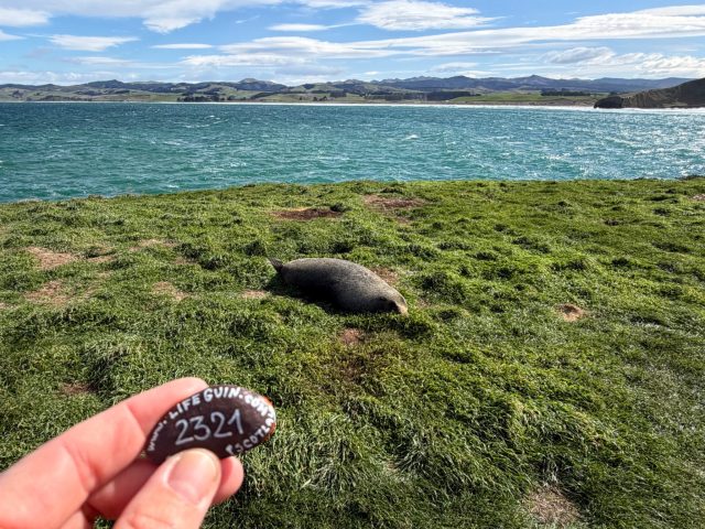 Hand-painted penguin stone #2321 hidden at Katiki Point, Katiki Point, New Zealand (photo 2 of 5)