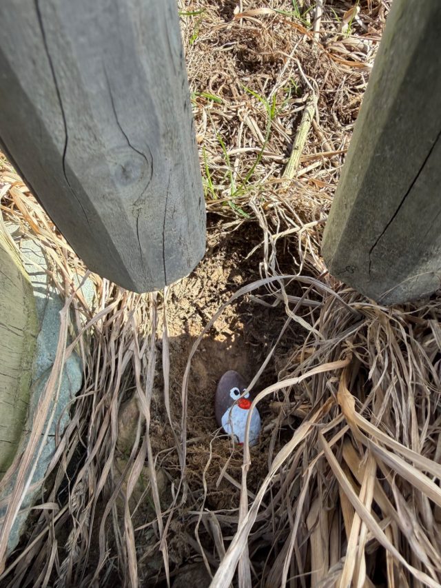 Hand-painted penguin stone #2321 hidden at Katiki Point, Katiki Point, New Zealand (photo 4 of 5)
