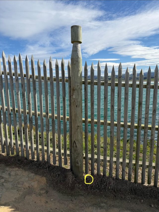 Hand-painted penguin stone #2321 hidden at Katiki Point, Katiki Point, New Zealand (photo 5 of 5)