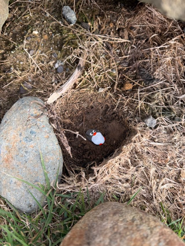Hand-painted penguin stone #2324 hidden at Slope Point, Waihopai Toetoe Community, New Zealand (photo 3 of 5)