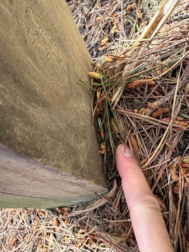 Hand-painted penguin stone #2325 hidden at Hobbit's Hideaway, Wellington, New Zealand (photo 4 of 5)