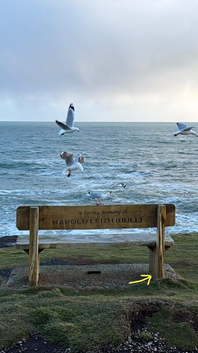 Hand-painted penguin stone #2328 hidden at The Headland, Curio Bay, New Zealand (photo 3 of 4)