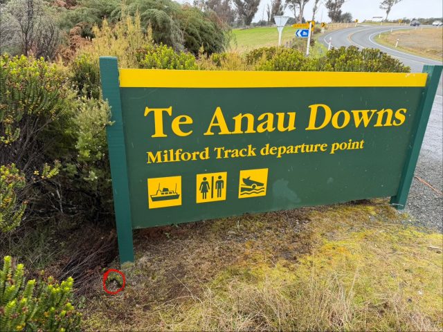 Hand-painted penguin stone #2334 hidden at Te Anau Downs Station, Fiordland Community, New Zealand (photo 4 of 4)