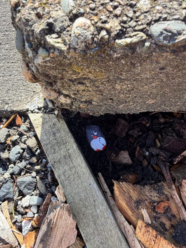 Hand-painted penguin stone #2335 hidden at Bluff info kiosk, Invercargill City, New Zealand (photo 4 of 5)